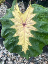 Load image into Gallery viewer, Colocasia ‘Royal Hawaiian Waikiki’
