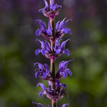 Load image into Gallery viewer, Salvia Bordeaux Blue