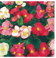 Load image into Gallery viewer, 6” Begonia Super Olympia