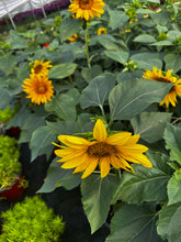 Load image into Gallery viewer, Sunflower ‘Sunspot’ -8” pan