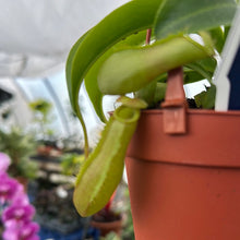 Load image into Gallery viewer, Nepenthes Pitcher Plant