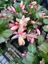 Load image into Gallery viewer, Christmas Cactus