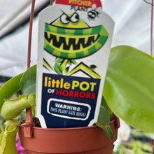 Load image into Gallery viewer, Nepenthes Pitcher Plant