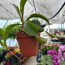 Load image into Gallery viewer, Nepenthes Pitcher Plant