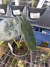 Load image into Gallery viewer, Alocasia Golden Bone