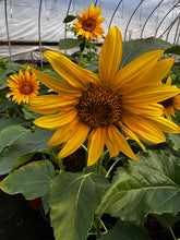 Load image into Gallery viewer, Sunflower ‘Sunspot’ -8” pan