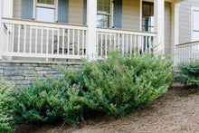 Load image into Gallery viewer, Dystylium ‘Cinnamon Girl’