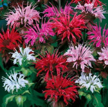 Load image into Gallery viewer, Monarda Panorama Mix