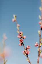 Load image into Gallery viewer, Peach Redskin