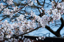 Load image into Gallery viewer, Plum Methely