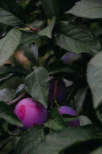 Load image into Gallery viewer, Plum Burbank
