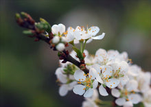 Load image into Gallery viewer, Plum Burbank