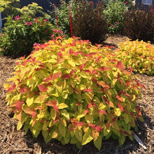 Load image into Gallery viewer, Spiraea japonica ‘Double Play® Candy Corn®’