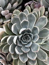 Load image into Gallery viewer, Echeveria 'Jasiri'