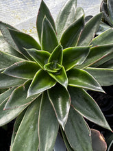 Load image into Gallery viewer, Echeveria 'Mexicana'