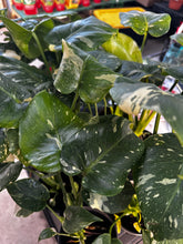 Load image into Gallery viewer, Monstera deliciosa 'Thai Constellation' 4" Pot