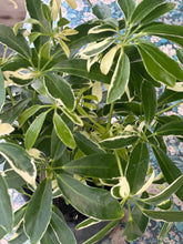 Load image into Gallery viewer, Heptapleurum arboricola Dwarf Schefflera Dwarf Umbrella Tree