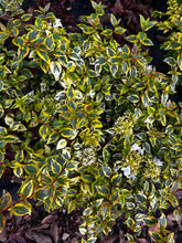 Load image into Gallery viewer, Abelia ‘Carolina Sunset’