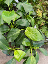 Load image into Gallery viewer, Philodendron Black Cardinal