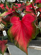 Load image into Gallery viewer, Kaladium Fairytale Princess