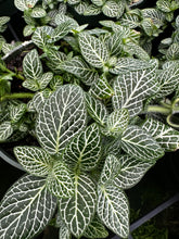 Load image into Gallery viewer, Fittonia White Nerve Plant