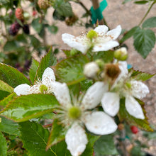 Load image into Gallery viewer, Blackberry Apache