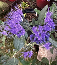 Load image into Gallery viewer, Caryoteris ‘Dark Knight’