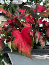 Load image into Gallery viewer, Kaladium Fairytale Princess