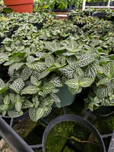 Load image into Gallery viewer, Fittonia White Nerve Plant