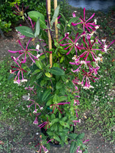 Load image into Gallery viewer, Lonicera periclymenum ‘Peaches and Cream’