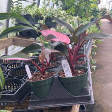 Load image into Gallery viewer, Philodendron erubescens ‘Pink Princess’