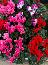 Load image into Gallery viewer, Cyclamen