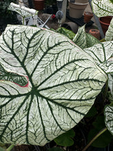 Load image into Gallery viewer, Caladium 4.5” pot