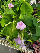 Load image into Gallery viewer, Oxalis regnelli Pink Shamrock