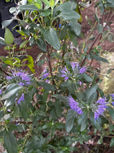 Load image into Gallery viewer, Caryoteris ‘Dark Knight’