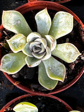 Load image into Gallery viewer, Echeveria 'Jasiri'