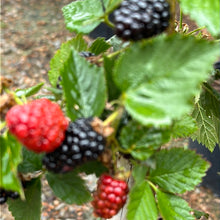Load image into Gallery viewer, Blackberry Apache