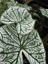 Load image into Gallery viewer, Caladium 4.5” pot