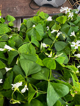 Load image into Gallery viewer, Oxalis regnelli Green Shamrock