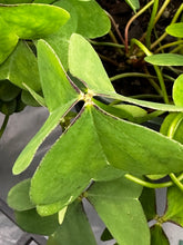 Load image into Gallery viewer, Oxalis articulata Pink Wood Sorrel