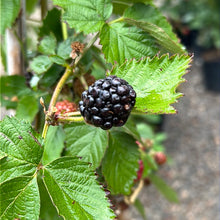 Load image into Gallery viewer, Blackberry Apache