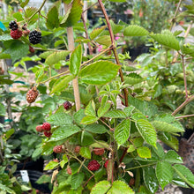 Load image into Gallery viewer, Blackberry Apache
