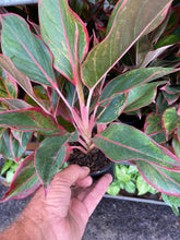 Load image into Gallery viewer, Aglaoenema Thailand Red and Pink Assortment