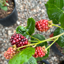 Load image into Gallery viewer, Blackberry Apache