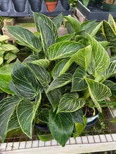 Load image into Gallery viewer, Philodendron Black Cardinal