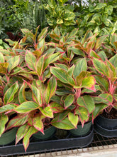 Load image into Gallery viewer, Aglaoenema Thailand Red and Pink Assortment