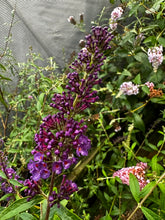 Load image into Gallery viewer, Buddleja Blacknight 3 gallon Butterfly Bush