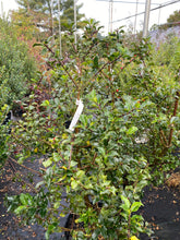 Load image into Gallery viewer, Nellie Stevens Holly