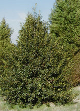 Load image into Gallery viewer, Nellie Stevens Holly