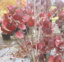 Load image into Gallery viewer, White Dogwood